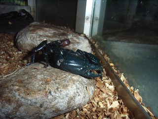 ���[��Ƃ��Ă�������A�����Ă����̂ł��傤�B�����Ƃǂ�ȉ������邩�A�������������B