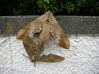 �O�V�E�T�E�Q�X�B���߁`5���܂ł��̂܂܂��m�F�B