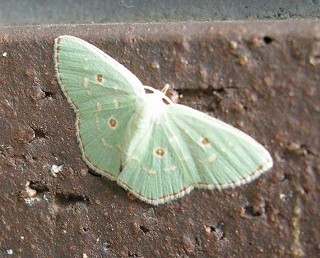 �O�W�E�W�E�Q�R�B�e�B