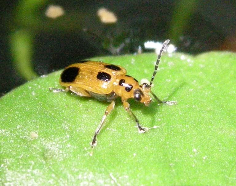 �O�V�E�U�E�S�B������̂Ȃ��̐����̏�B